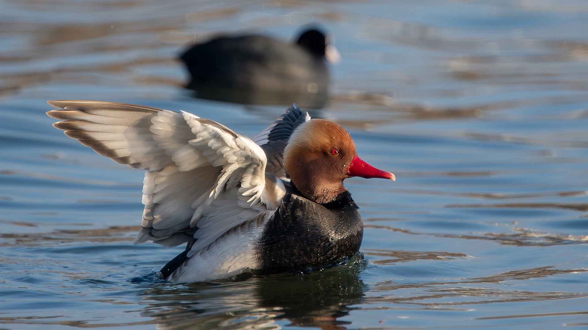 Red-crested Pochard